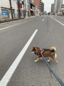 ダイエットのために歩く柴犬