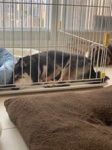 犬の噛みつき防止用セーフティグローブdx を購入した感想 あずはな