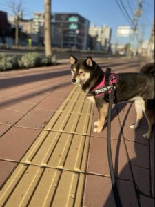 食べない ブッチのドックフードを柴犬あずきに買ってみた結果 あずはな