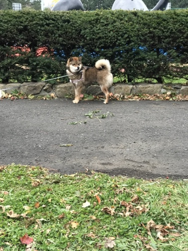 繁殖引退犬 母親花の話 あずはな