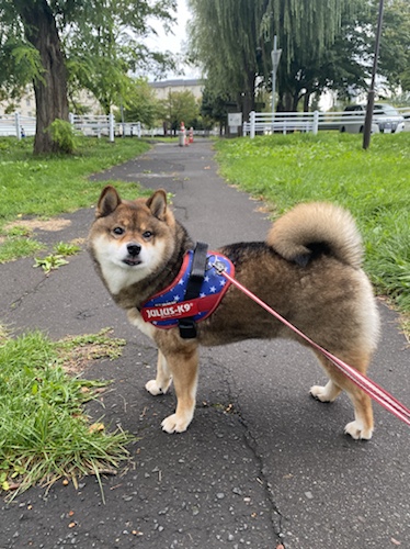 繁殖引退犬 母親花の話 あずはな