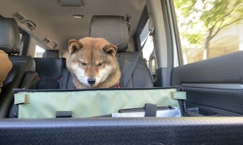 助手席に犬を乗せるのは違法 最悪逮捕されるのはどんな時 あずはな