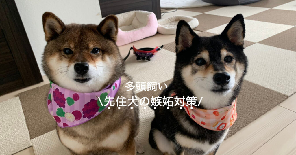 先住犬のやきもち 嫉妬する ストレスを与えない方法は あずはな